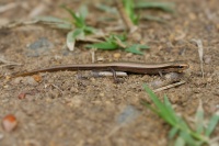 Kratkonozka evropska - Ablepharus kitaibelii - Snake-eyed Skink 4059